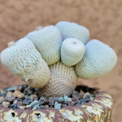 Epithelantha Bokei - 9 Heads