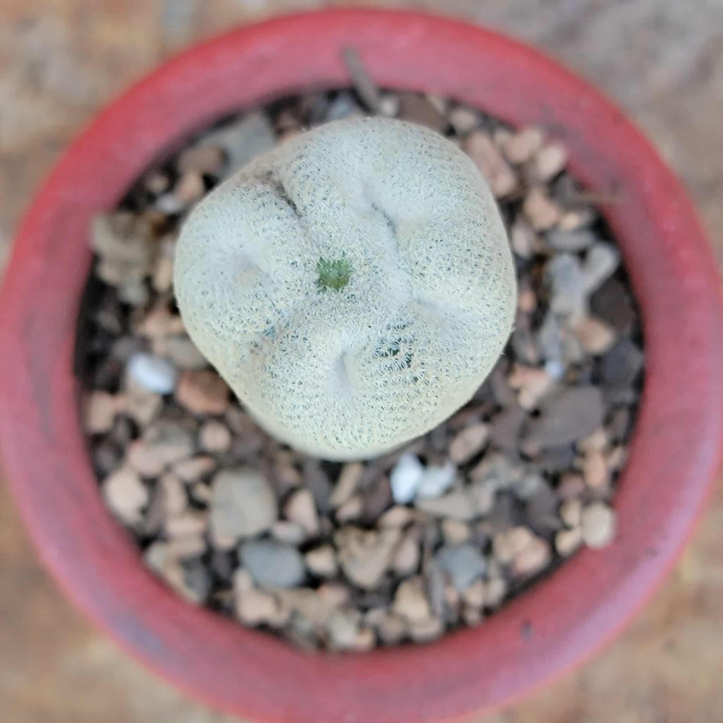 Epithelantha Bokei