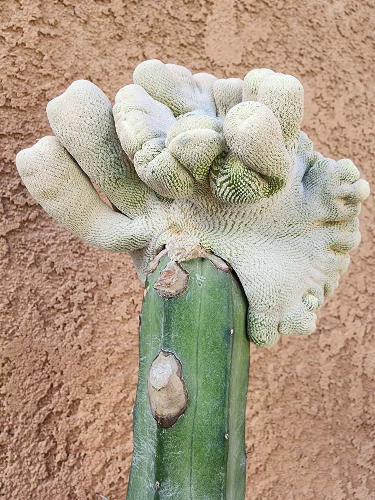 Epithelantha Bokei f. cristata - Japan