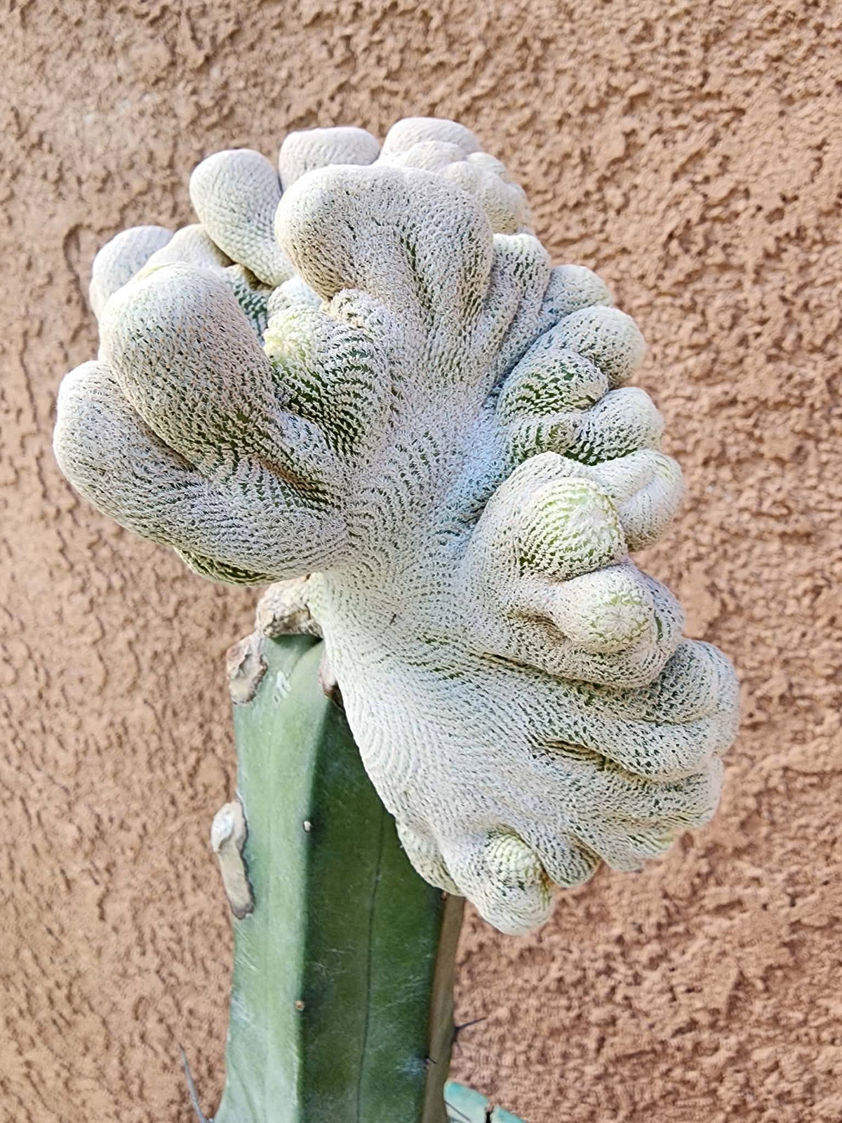 Epithelantha Bokei f. cristata - Japan