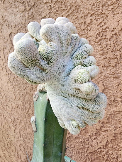Epithelantha Bokei f. cristata - Japan