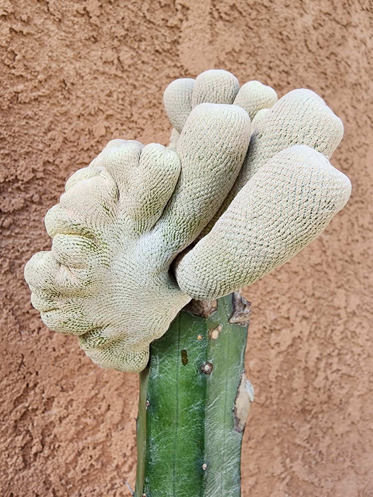 Epithelantha Bokei f. cristata - Japan