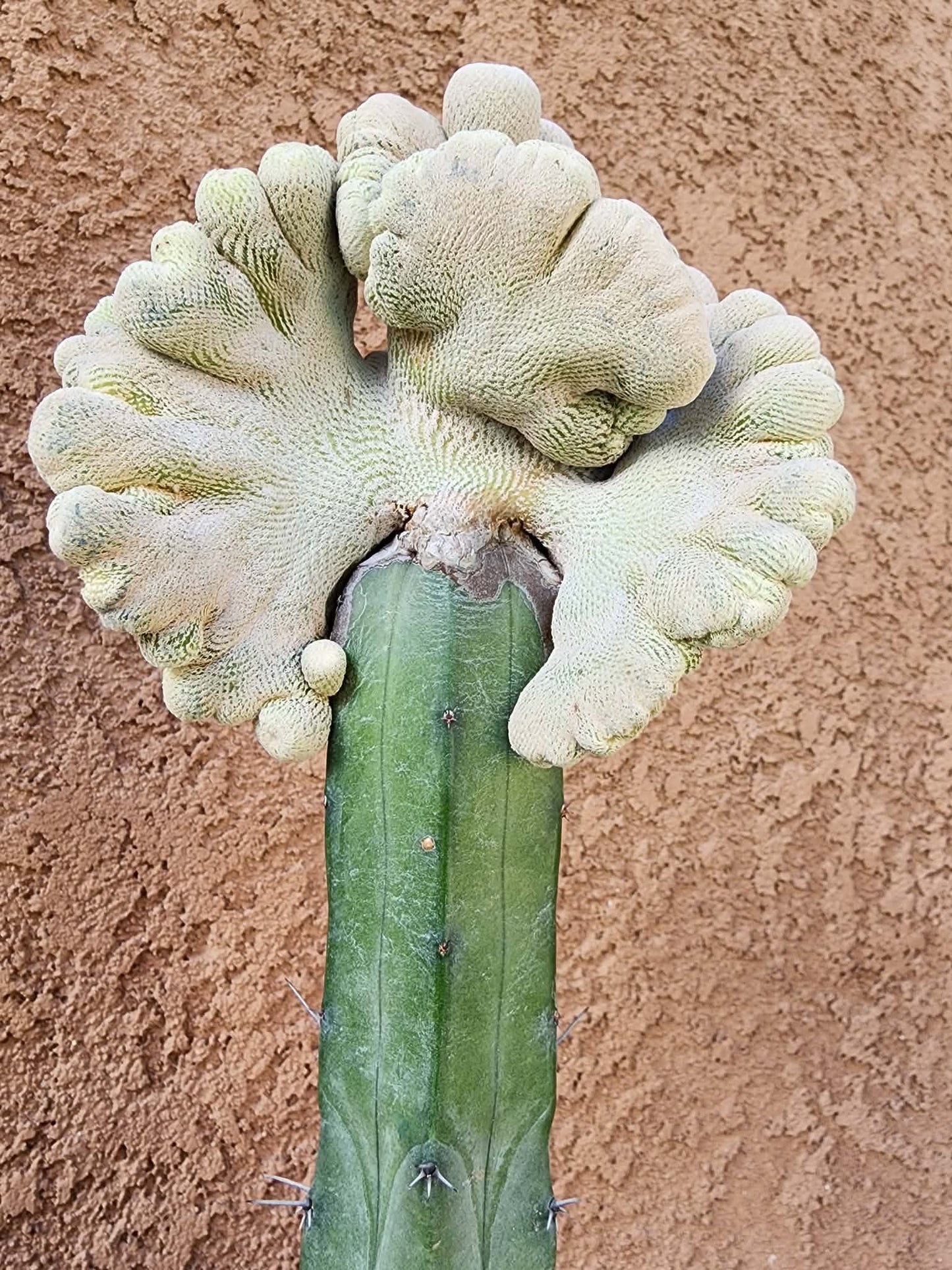 Epithelantha Bokei f. cristata - Japan