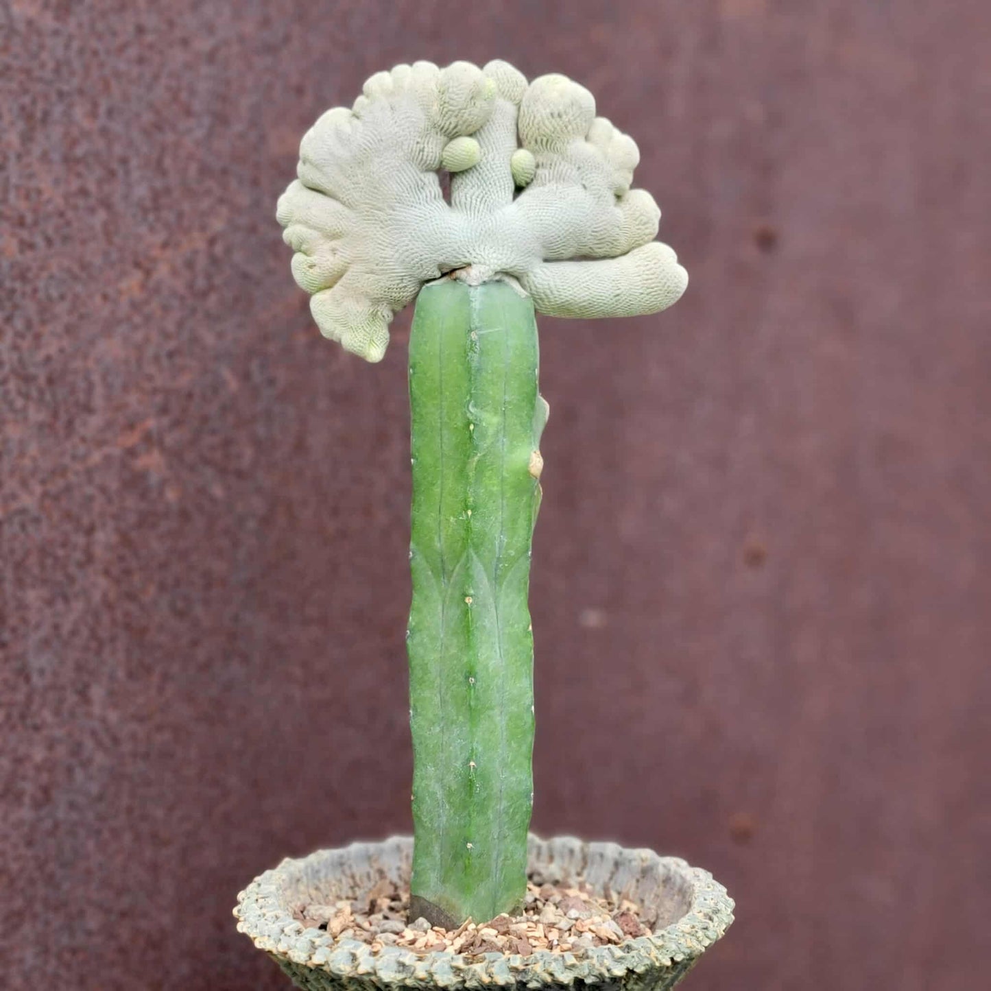 Epithelantha Bokei f. cristata - Japan