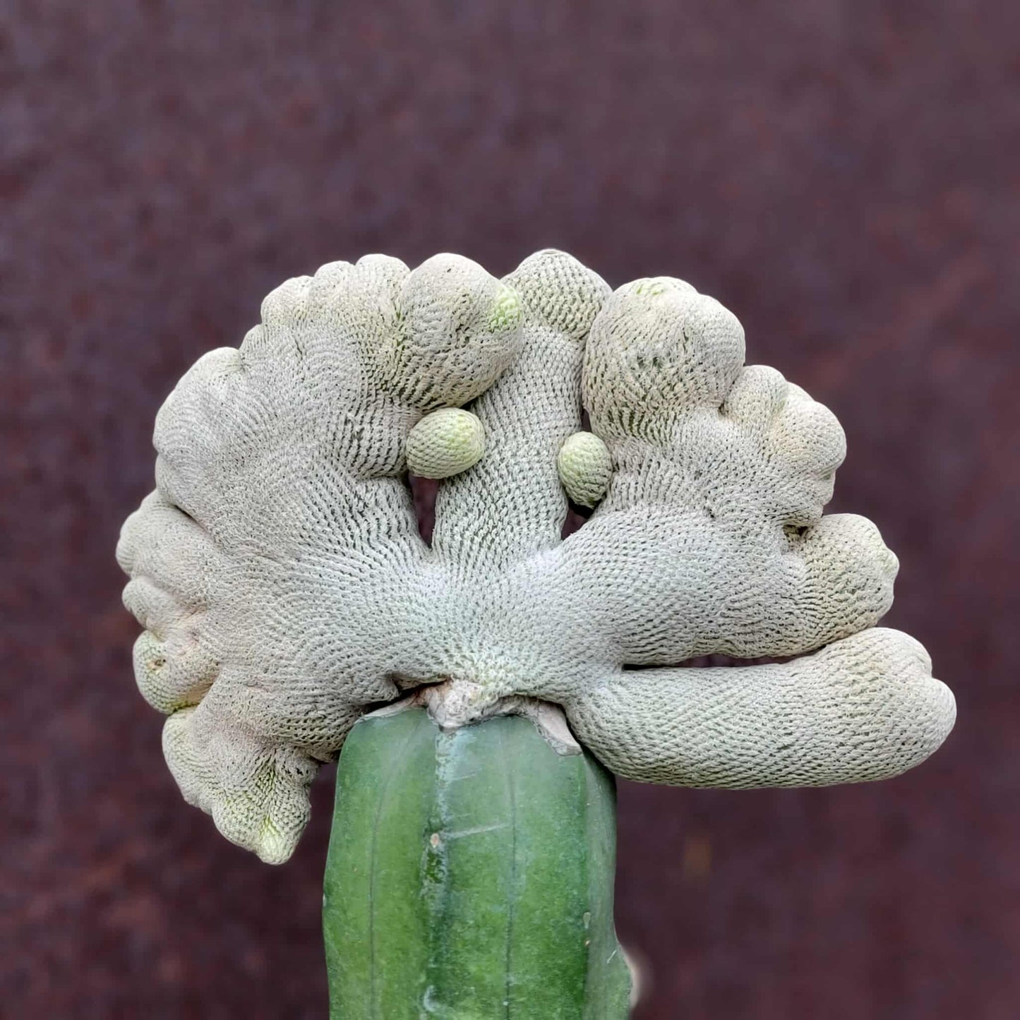 Epithelantha Bokei f. cristata - Japan