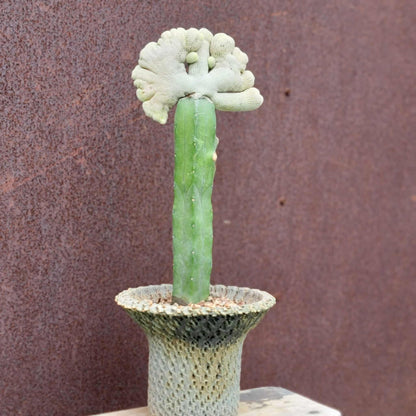 Epithelantha Bokei f. cristata - Japan