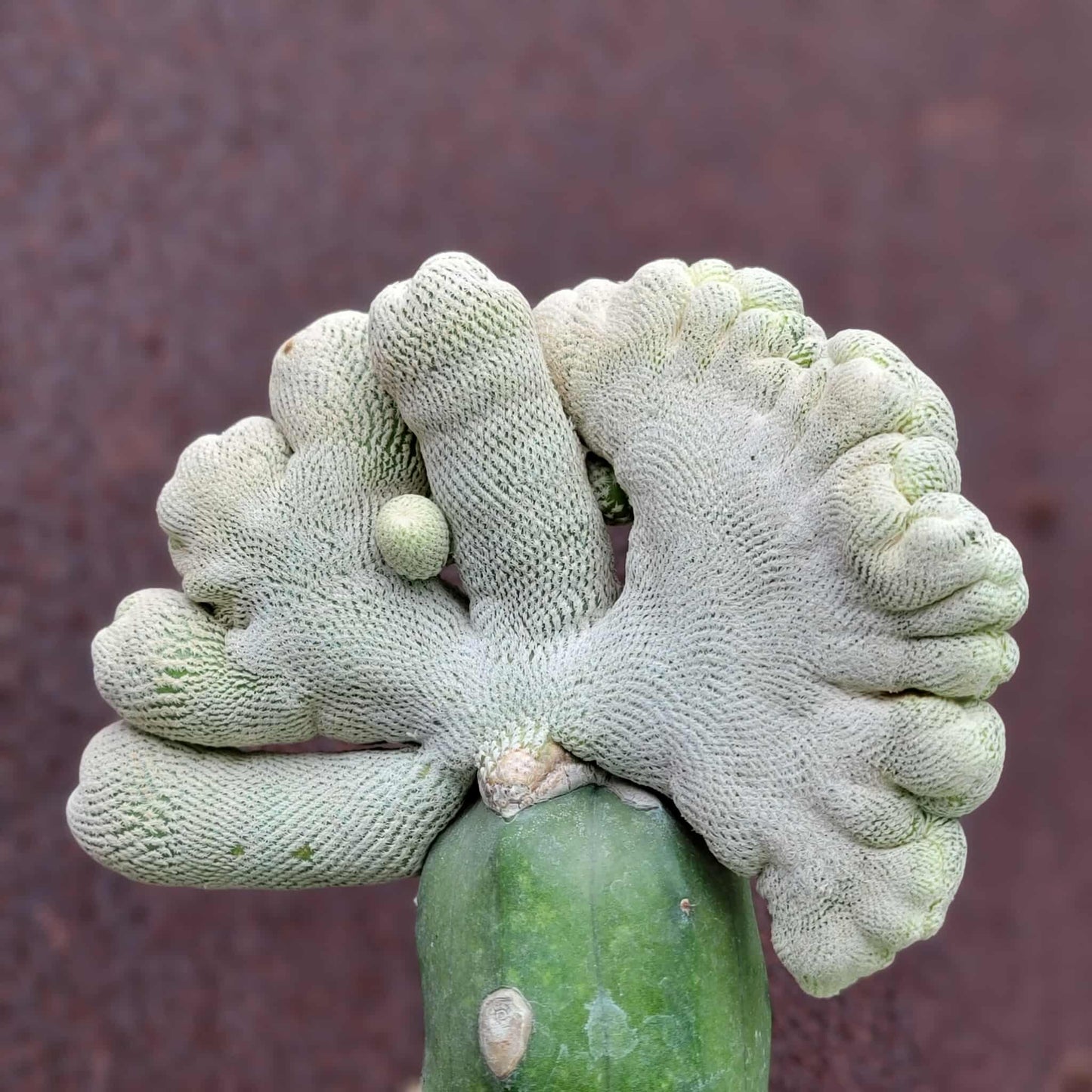 Epithelantha Bokei f. cristata - Japan