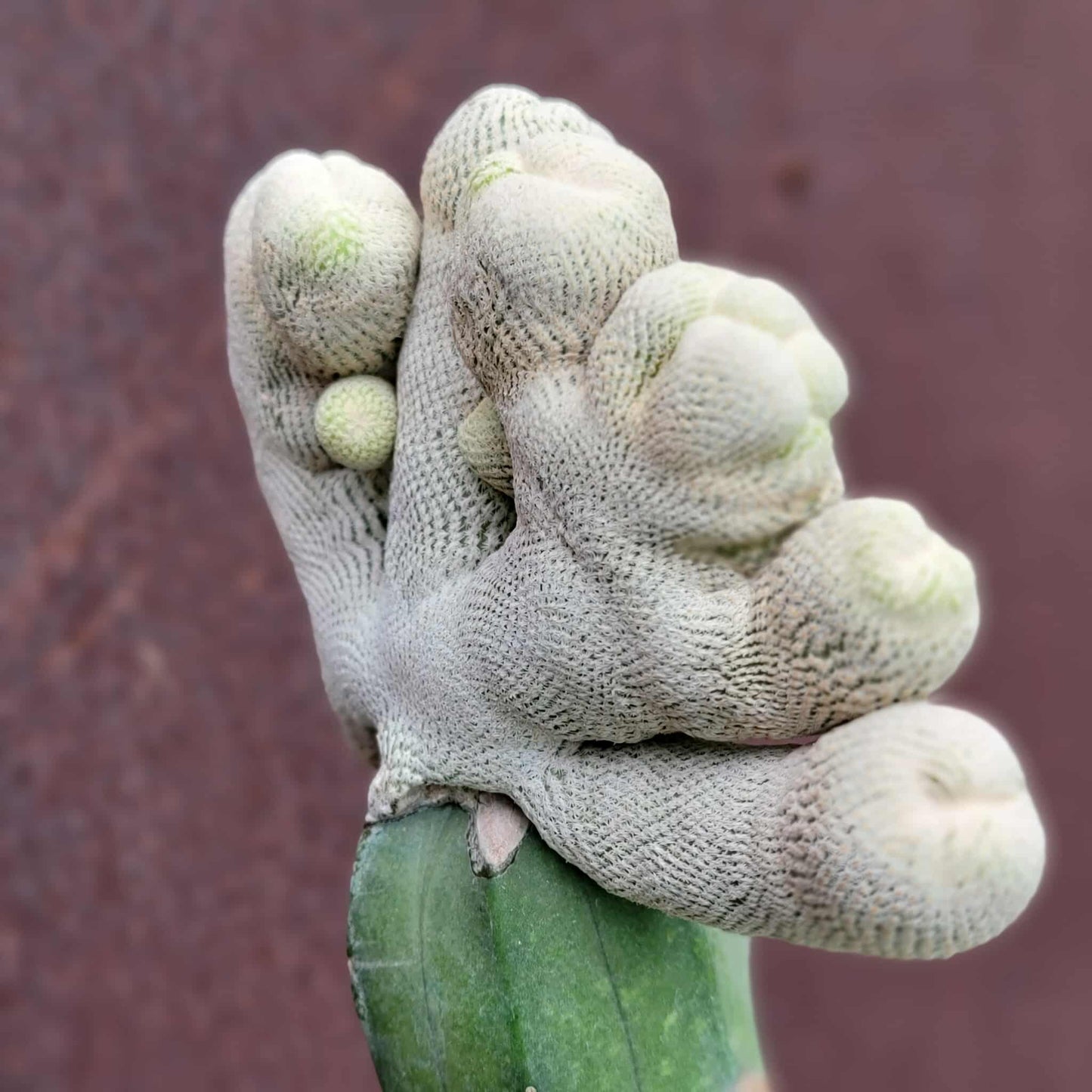 Epithelantha Bokei f. cristata - Japan
