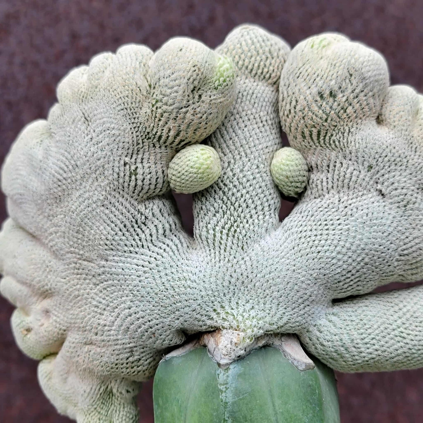 Epithelantha Bokei f. cristata - Japan