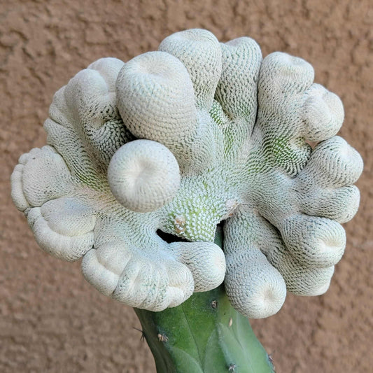 Epithelantha Bokei f. cristata - Japan