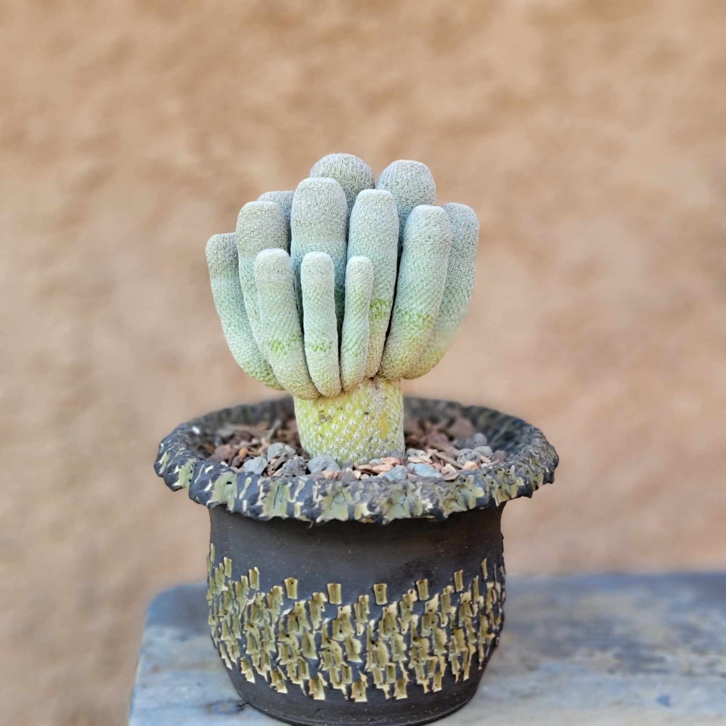 Epithelantha micromeris var. longicaulis - 16 Heads!