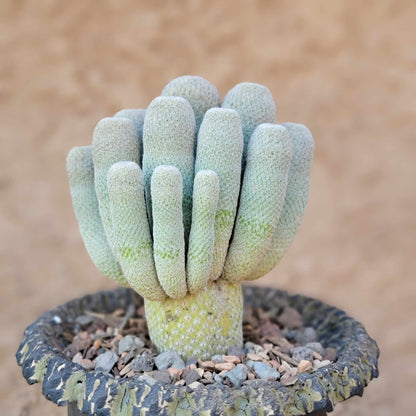 Epithelantha micromeris var. longicaulis - 16 Heads!