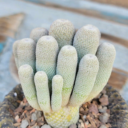 Epithelantha micromeris var. longicaulis - 16 Heads!