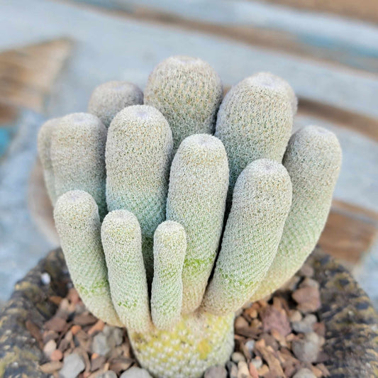 Epithelantha micromeris var. longicaulis - 16 Heads!