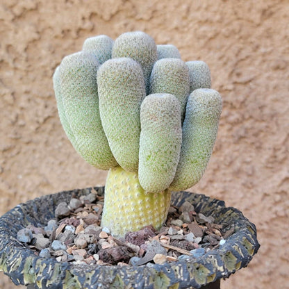 Epithelantha micromeris var. longicaulis - 16 Heads!