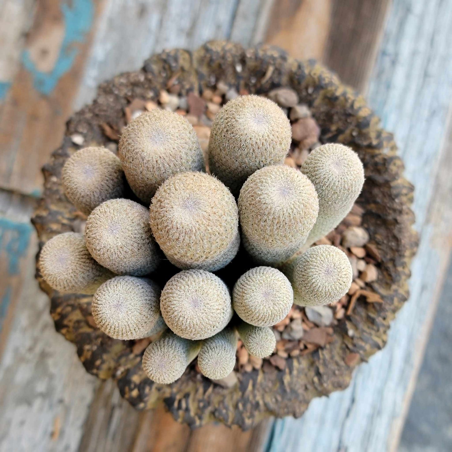 Epithelantha micromeris var. longicaulis - 16 Heads!