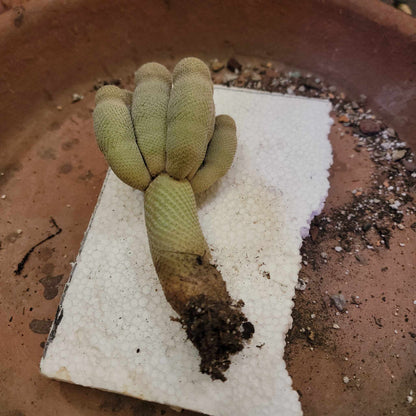 Epithelantha micromeris var. longicaulis - 9 Heads - Japan