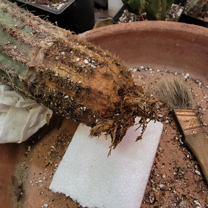 Espostoa (Vatricania) Guentheri - 35" Tall!  Red Foxtail Cactus