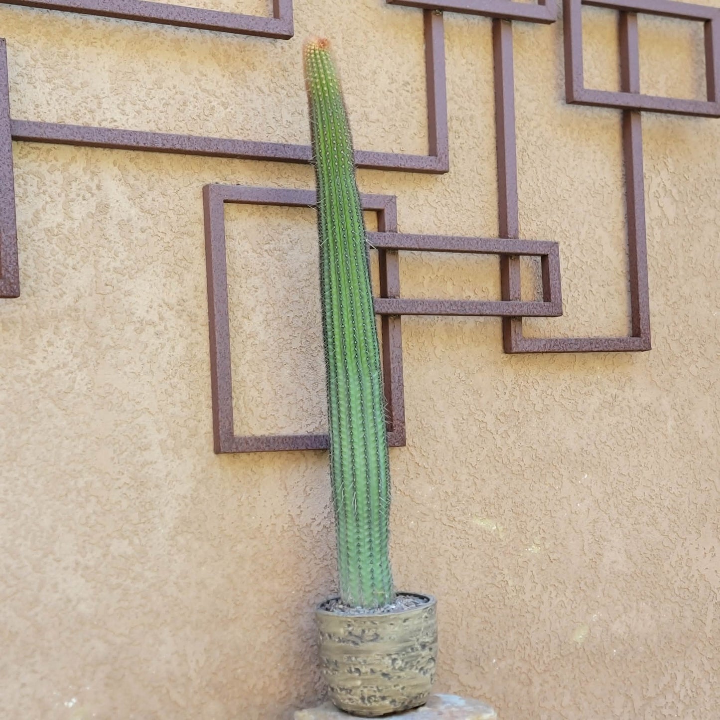 Espostoa (Vatricania) Guentheri - 35" Tall!  Red Foxtail Cactus