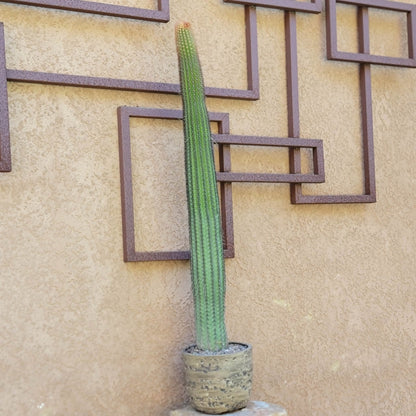 Espostoa (Vatricania) Guentheri - 35" Tall!  Red Foxtail Cactus