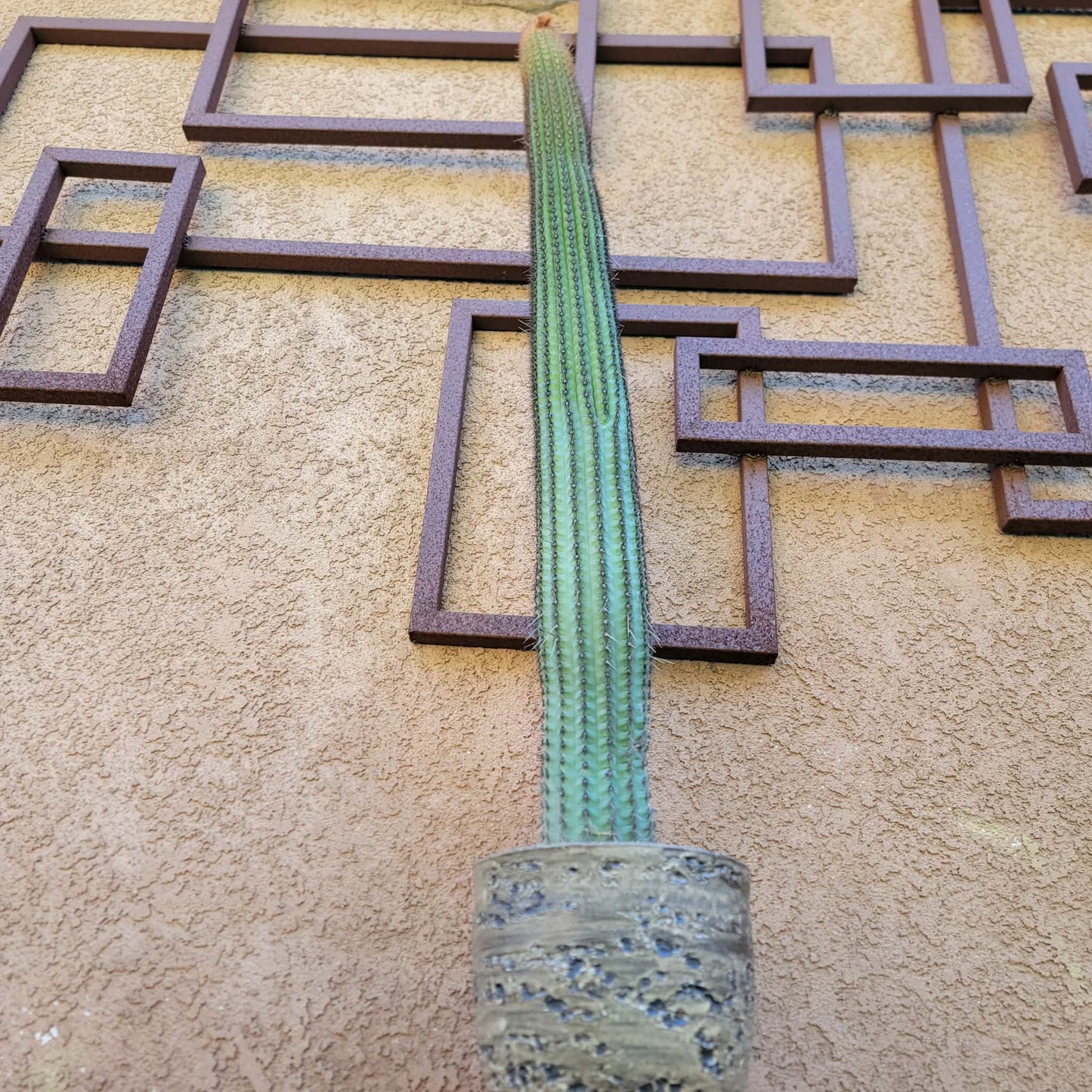 Espostoa (Vatricania) Guentheri - 35" Tall!  Red Foxtail Cactus