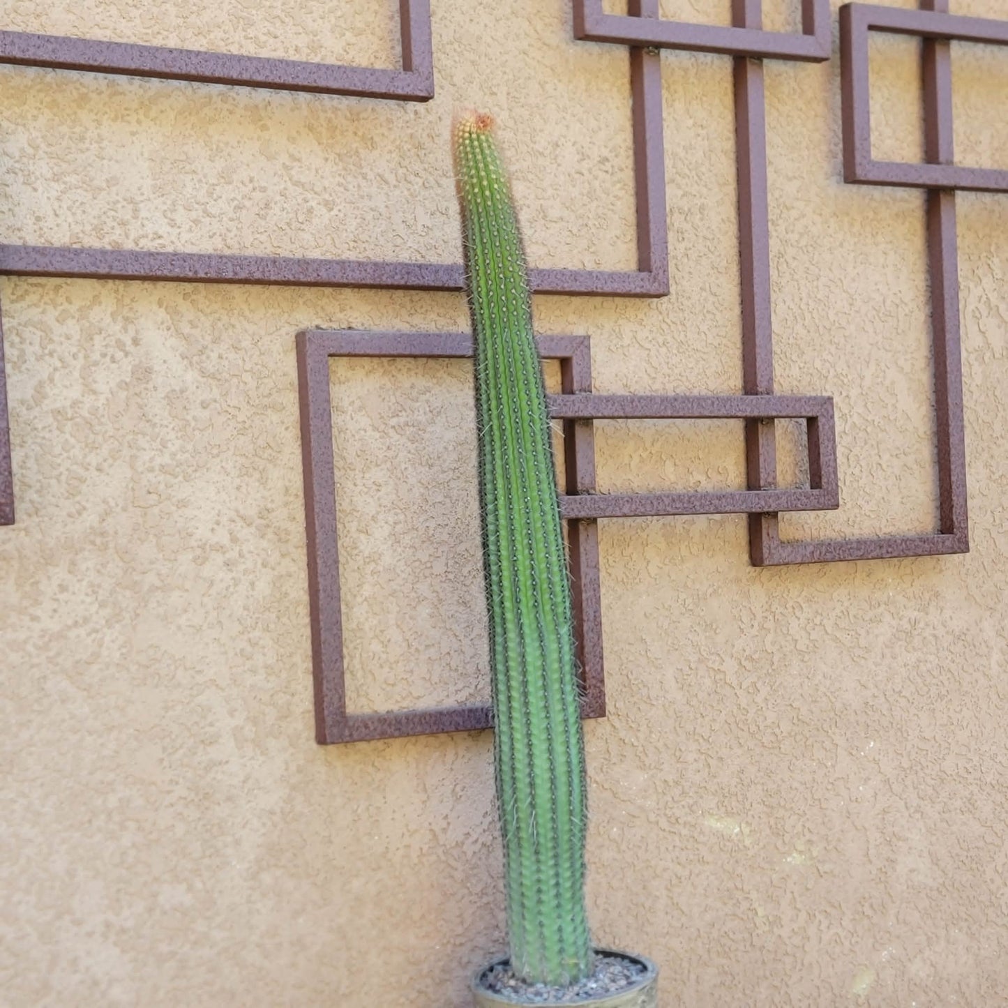 Espostoa (Vatricania) Guentheri - 35" Tall!  Red Foxtail Cactus