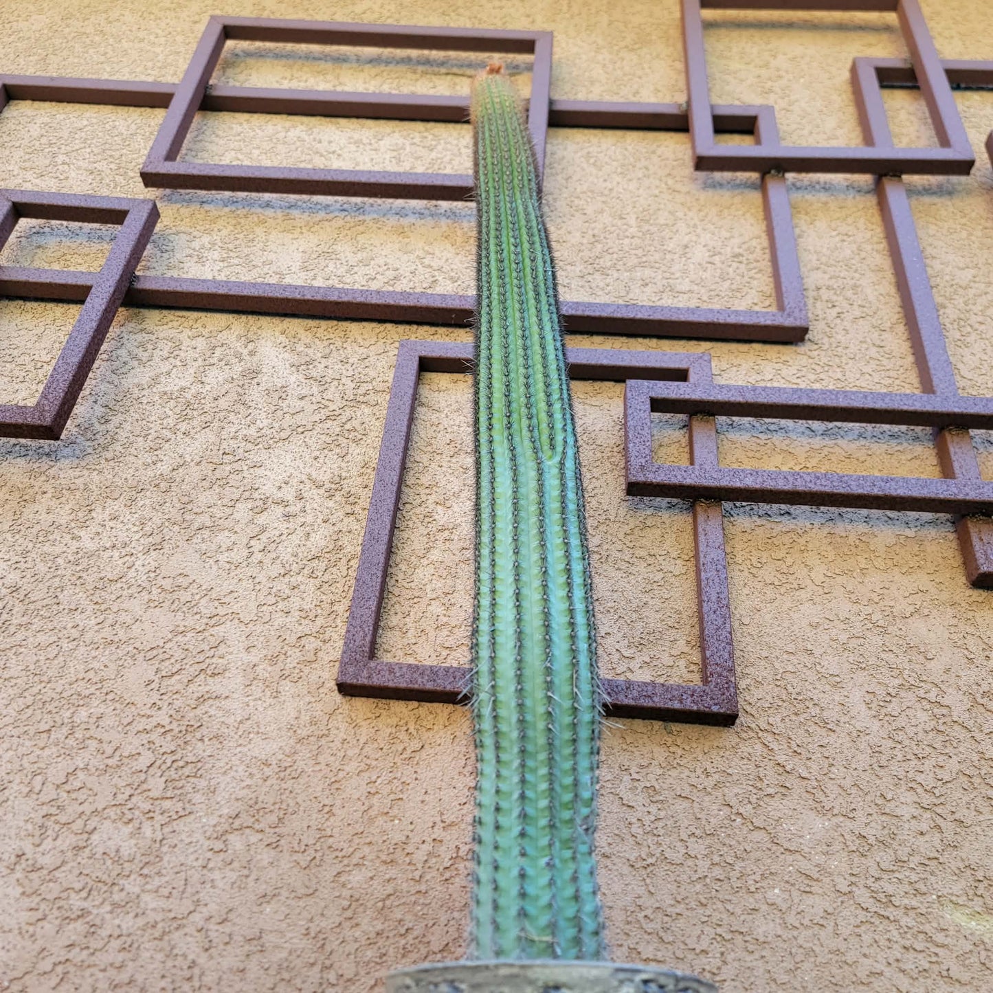 Espostoa (Vatricania) Guentheri - 35" Tall!  Red Foxtail Cactus