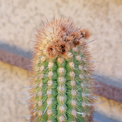 Espostoa (Vatricania) Guentheri - 35" Tall!  Red Foxtail Cactus