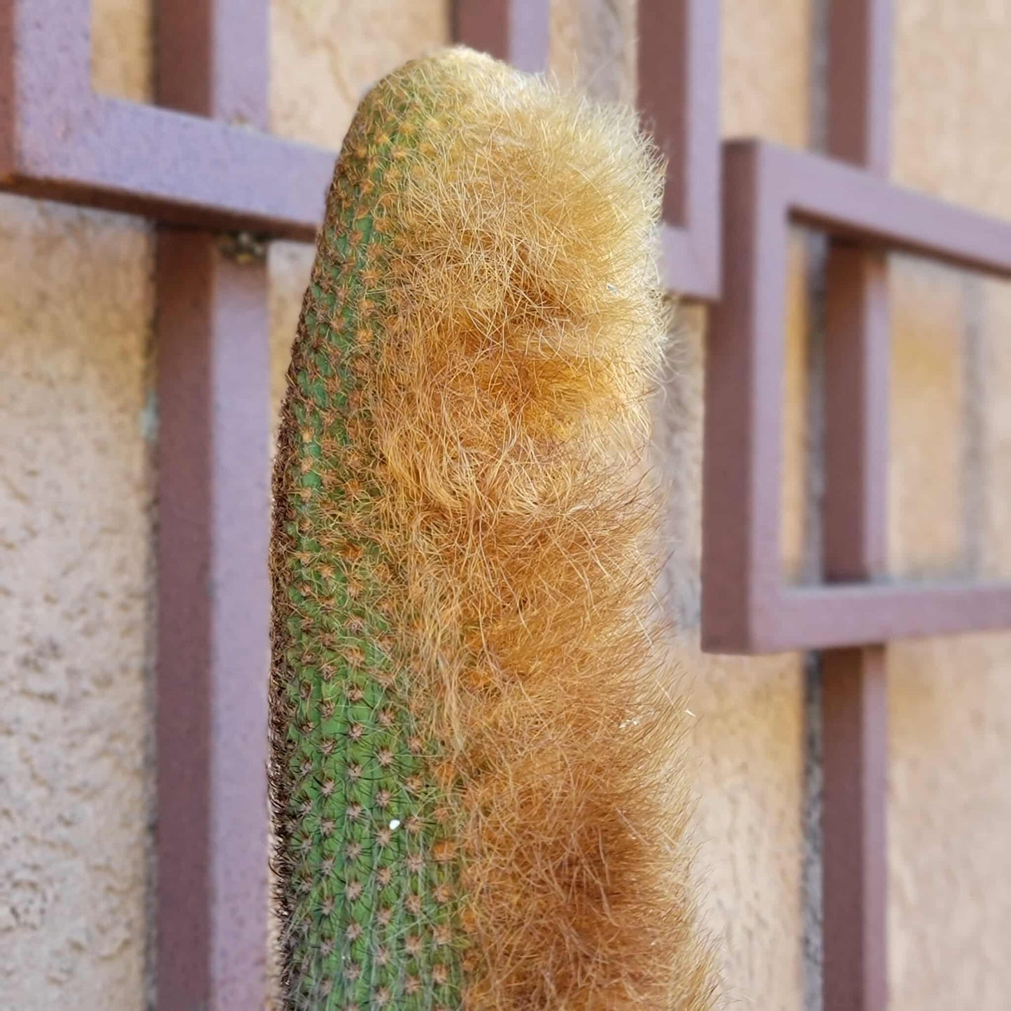 Espostoa (Vatricania) Guentheri (Cutting) 45" Tall!  Red Foxtail Cactus