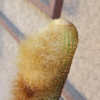 Espostoa (Vatricania) Guentheri (Cutting) 45" Tall!  Red Foxtail Cactus