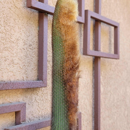 Espostoa (Vatricania) Guentheri (Cutting) 45" Tall!  Red Foxtail Cactus