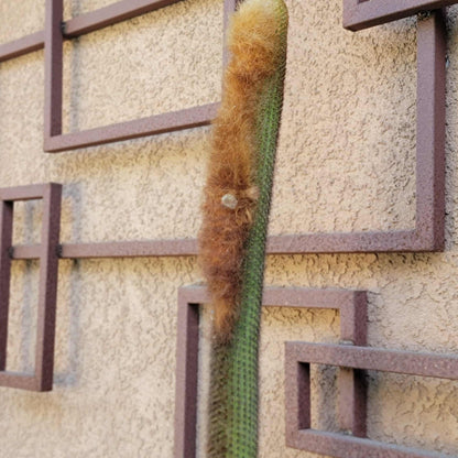 Espostoa (Vatricania) Guentheri (Cutting) 45" Tall!  Red Foxtail Cactus