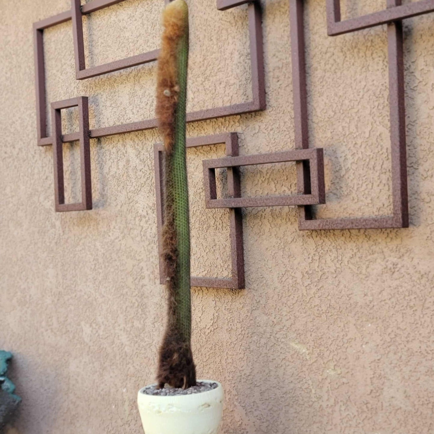 Espostoa (Vatricania) Guentheri (Cutting) 45" Tall!  Red Foxtail Cactus