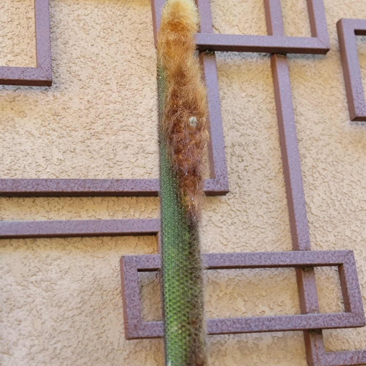 Espostoa (Vatricania) Guentheri (Cutting) 45" Tall!  Red Foxtail Cactus