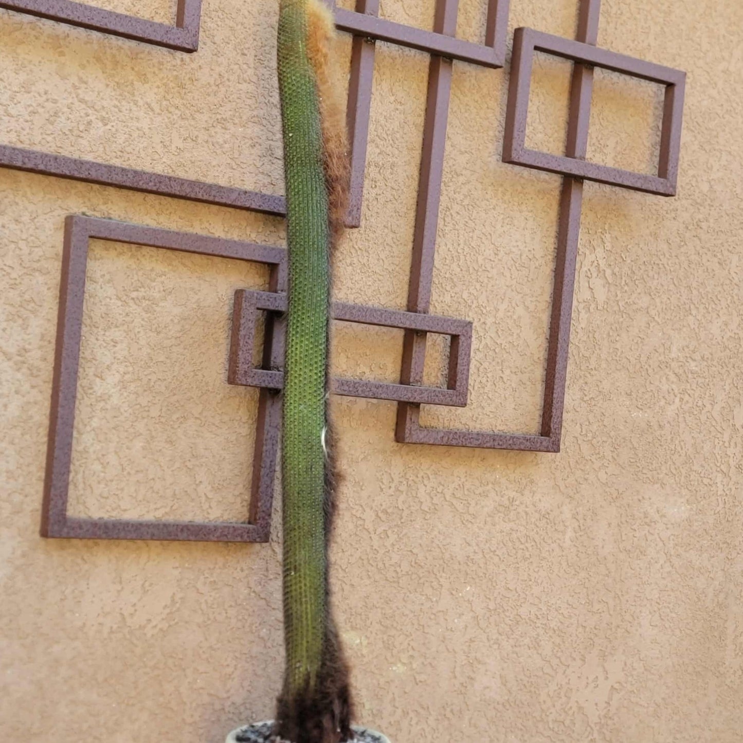 Espostoa (Vatricania) Guentheri (Cutting) 45" Tall!  Red Foxtail Cactus