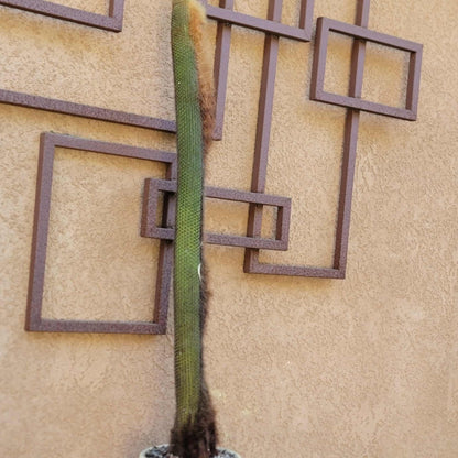 Espostoa (Vatricania) Guentheri (Cutting) 45" Tall!  Red Foxtail Cactus