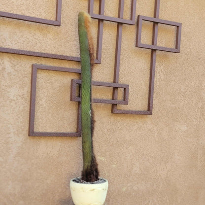 Espostoa (Vatricania) Guentheri (Cutting) 45" Tall!  Red Foxtail Cactus
