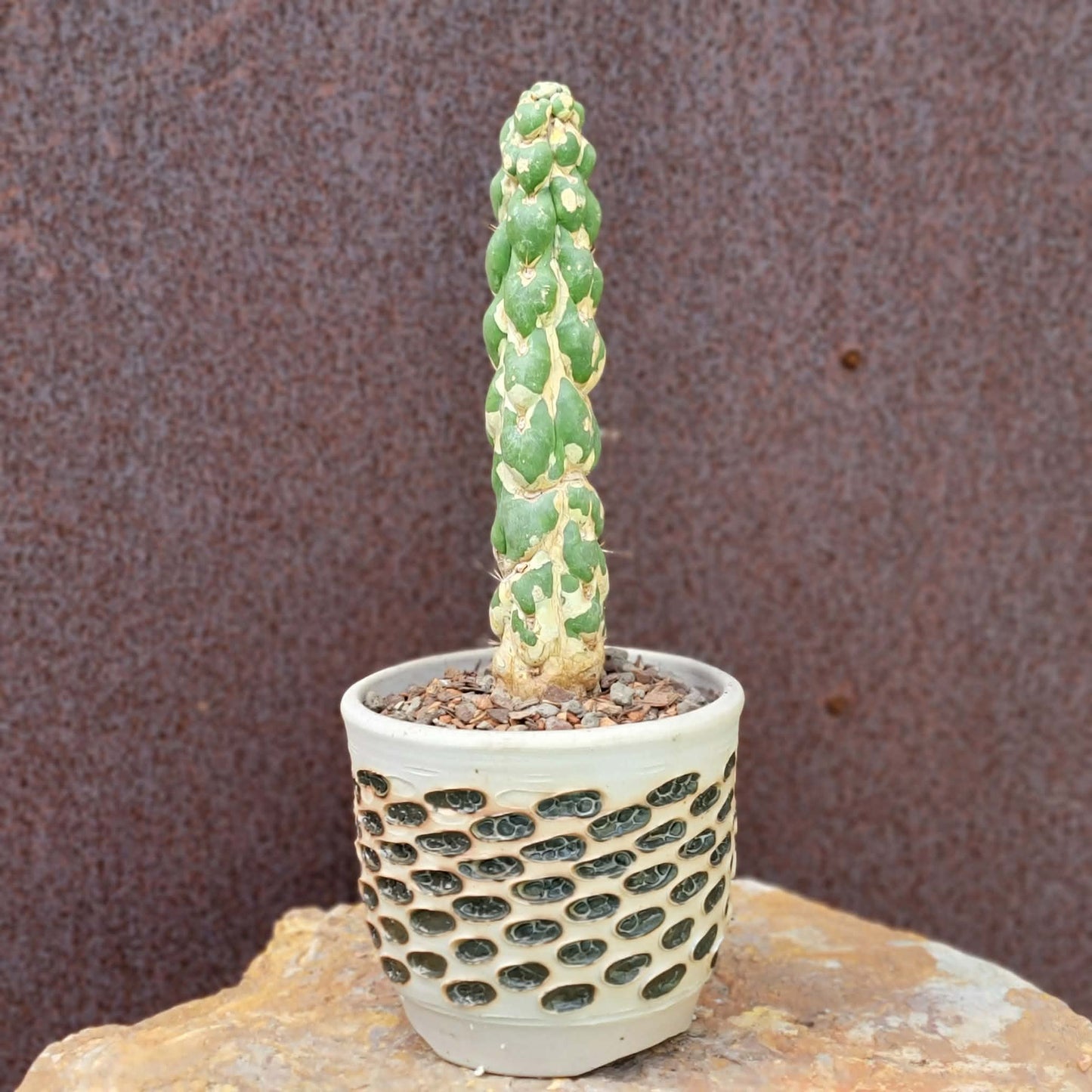 Eulychnia castanea cv. varispiralis - Unicorn Cactus