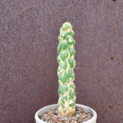 Eulychnia castanea cv. varispiralis - Unicorn Cactus