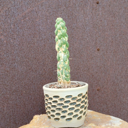 Eulychnia castanea cv. varispiralis - Unicorn Cactus