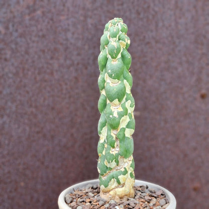 Eulychnia castanea cv. varispiralis - Unicorn Cactus