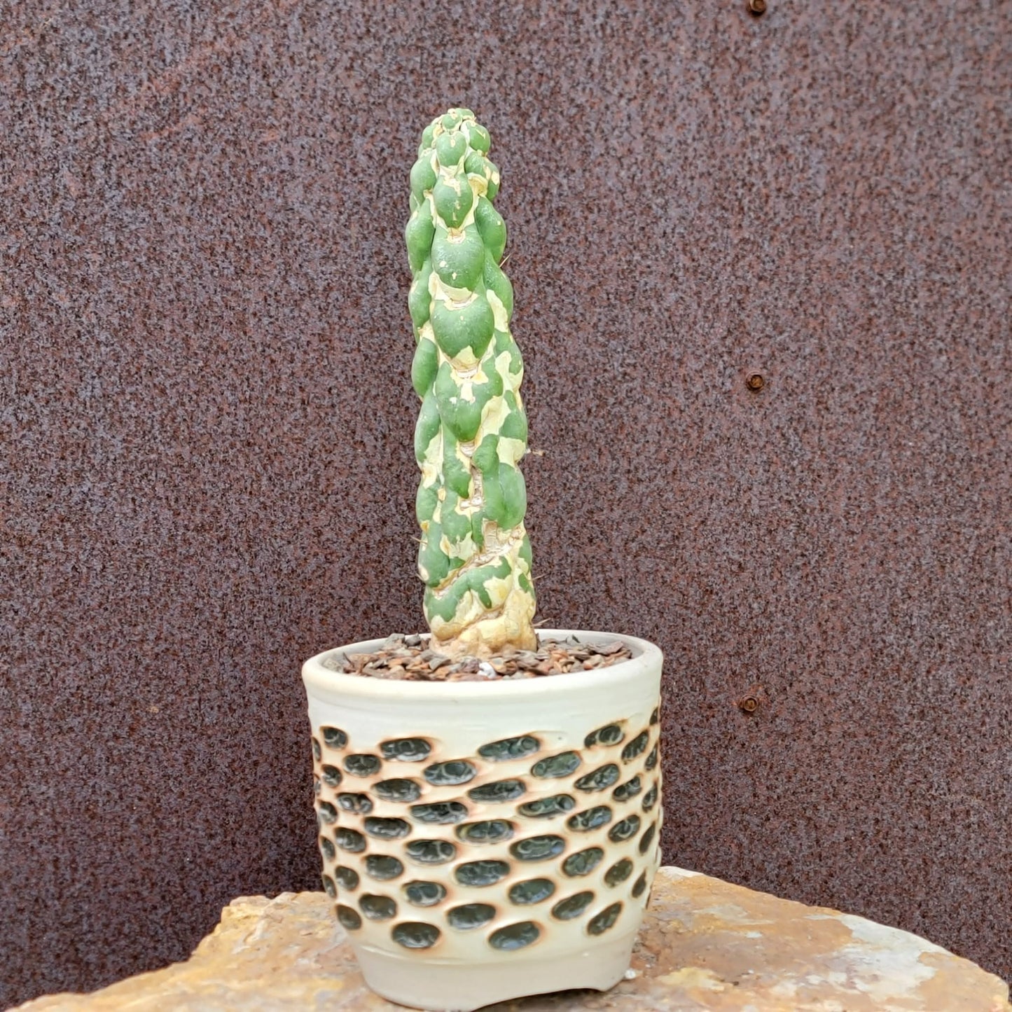 Eulychnia castanea cv. varispiralis - Unicorn Cactus