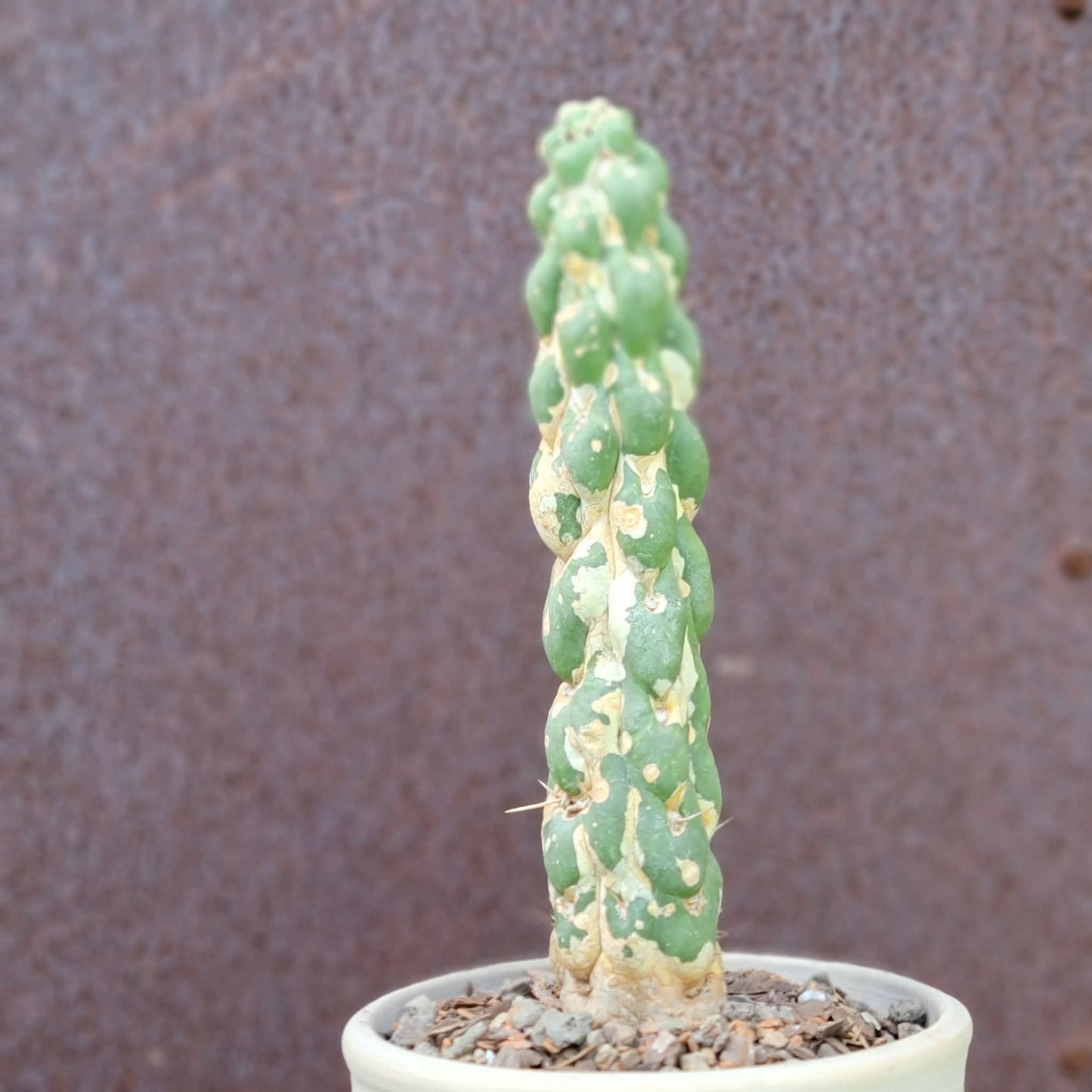 Eulychnia castanea cv. varispiralis - Unicorn Cactus