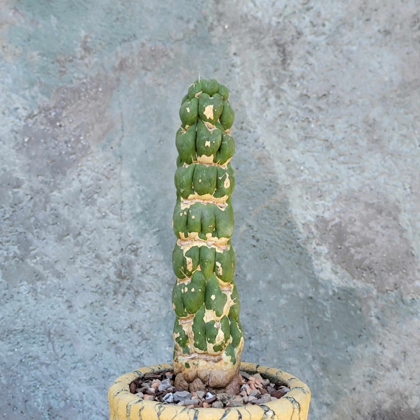 Eulychnia castanea cv. varispiralis - Unicorn Cactus