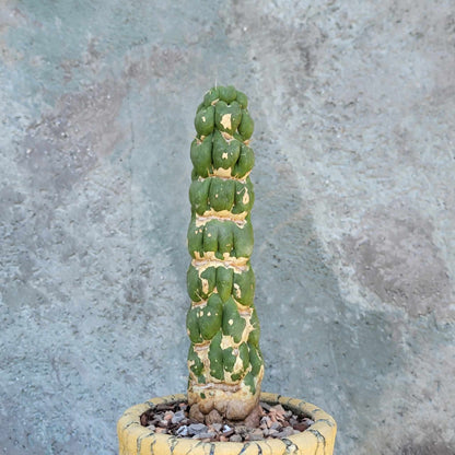 Eulychnia castanea cv. varispiralis - Unicorn Cactus