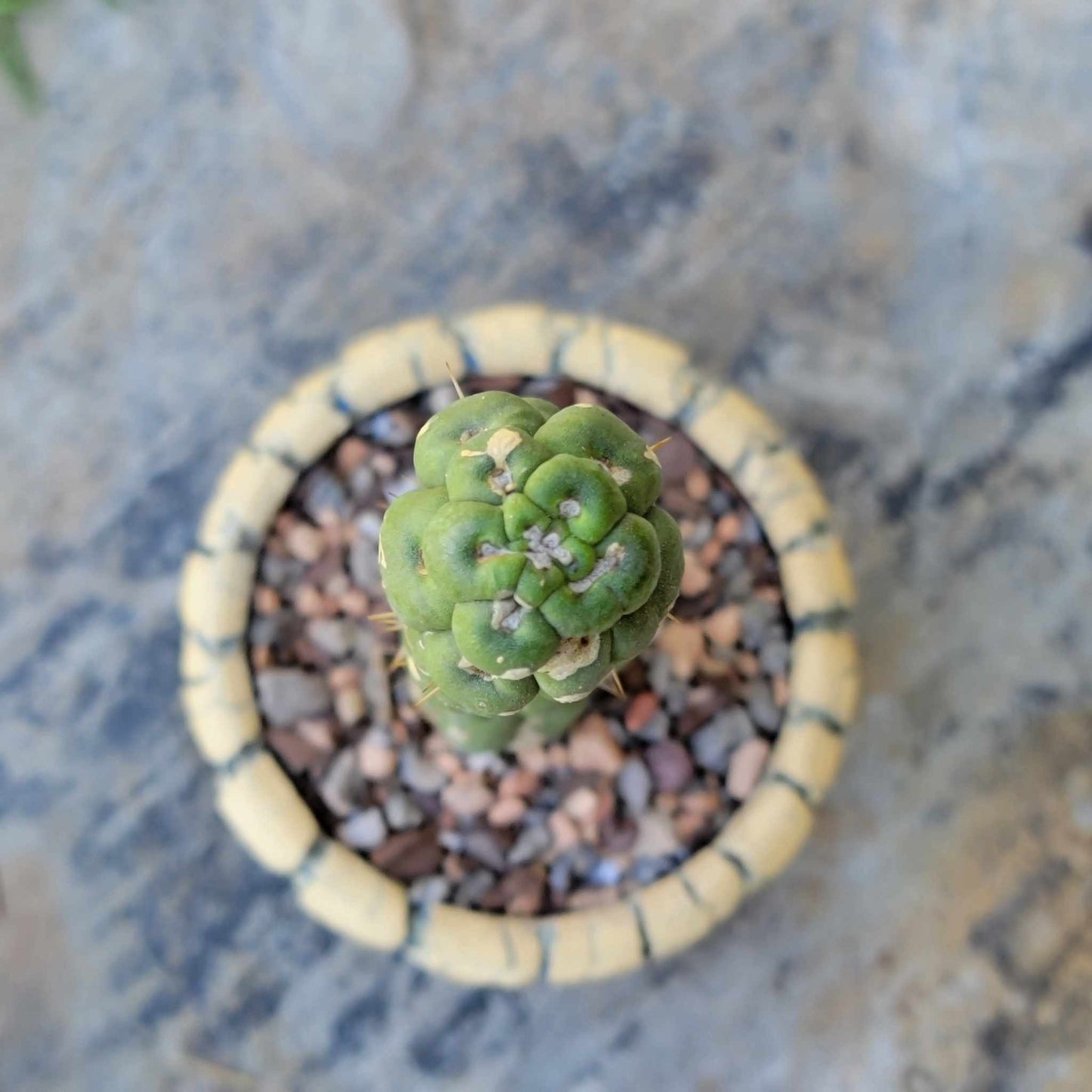 Eulychnia castanea cv. varispiralis - Unicorn Cactus