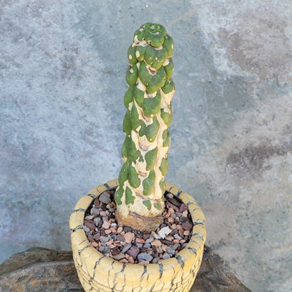 Eulychnia castanea cv. varispiralis - Unicorn Cactus