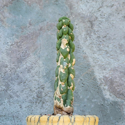 Eulychnia castanea cv. varispiralis - Unicorn Cactus