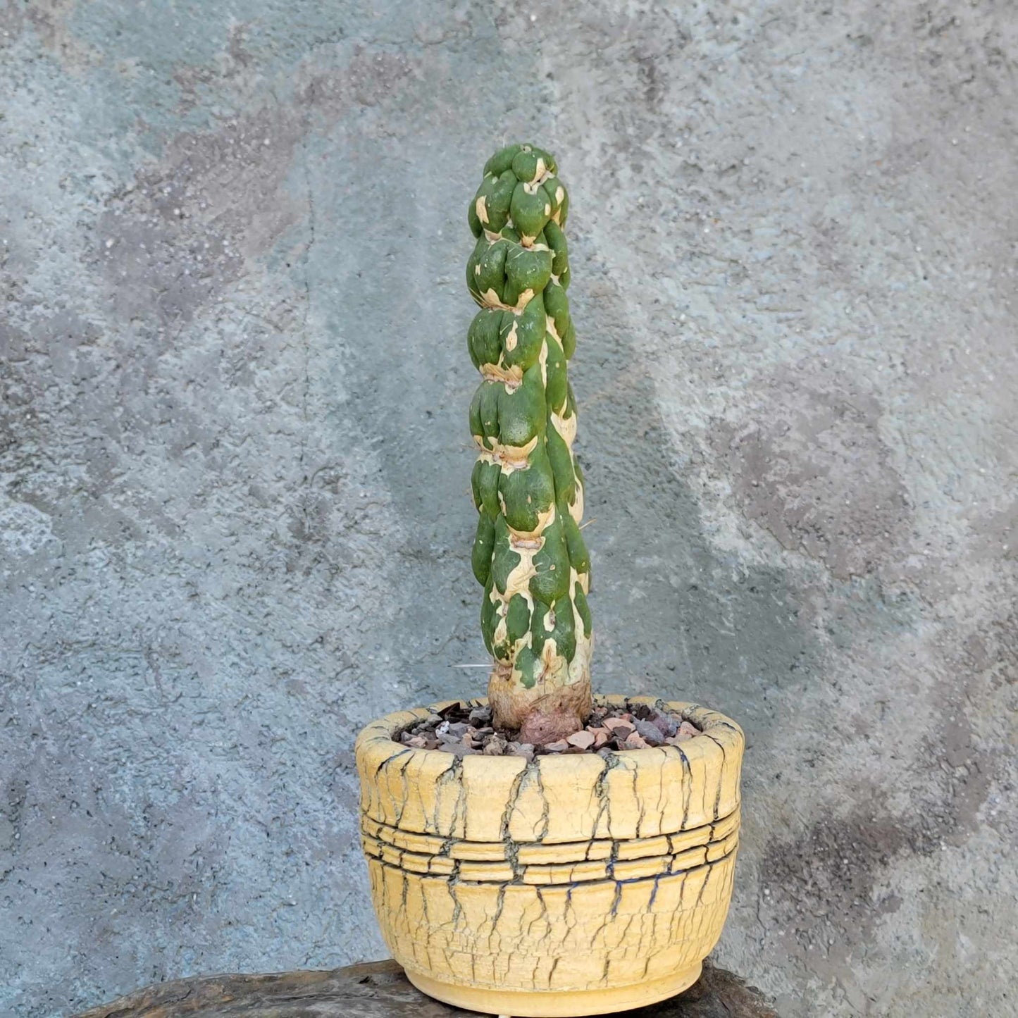 Eulychnia castanea cv. varispiralis - Unicorn Cactus