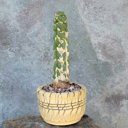 Eulychnia castanea cv. varispiralis - Unicorn Cactus